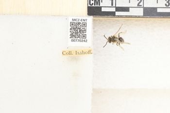 Media type: image;   Entomology 770242 Aspect: Labels